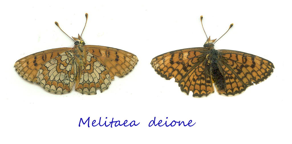 Melitaea deione